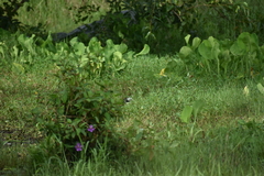 Amaurornis phoenicurus