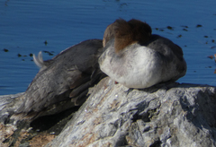 Mergus merganser