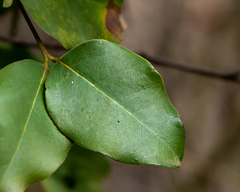 Cryptocarya alba