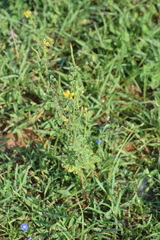 Cleome viscosa