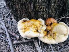 Laetiporus gilbertsonii