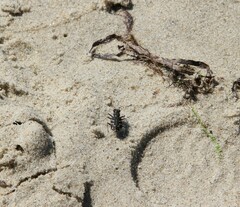 Cicindela tranquebarica