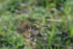 Trithemis pallidinervis