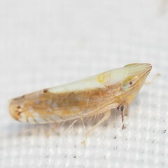 Scaphytopius elegans