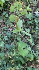 Aristolochia clematitis