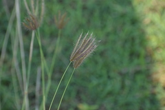 Chloris virgata