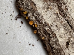 Calycina citrina