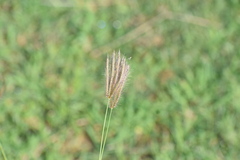 Chloris virgata