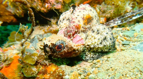 Goblinfish (Glyptauchen panduratus) — Tetrarogidae — 5