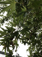 Platanus orientalis
