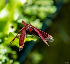 Neurothemis ramburii