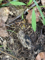 Calycina citrina