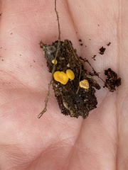 Calycina citrina