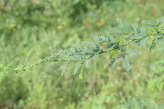 Prosopis juliflora