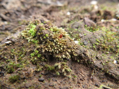 Bryum argenteum