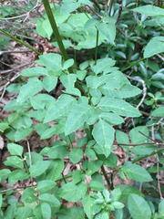 Ligusticum canadense