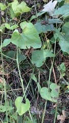 Aristolochia clematitis