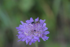 Hymenoptera