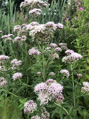 Eupatorium cannabinum