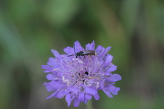 Hymenoptera