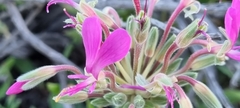 Pelargonium incrassatum