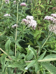 Eupatorium cannabinum
