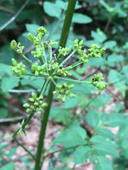 Ligusticum canadense