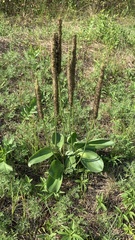 Plantago maxima