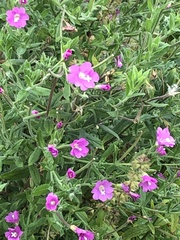Epilobium hirsutum