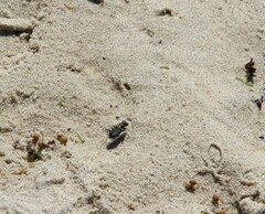 Cicindela tranquebarica