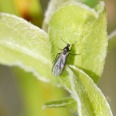 Sciaridae