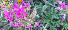 Pelargonium incrassatum