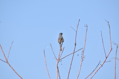 Prinia socialis