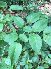 Ligusticum canadense