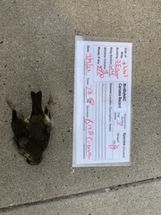 Parkesia noveboracensis