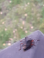 Heteroptera