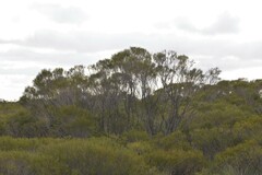 Melaleuca atroviridis