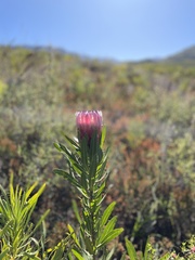 Protea neriifolia