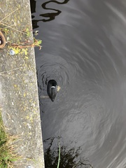 Fulica atra