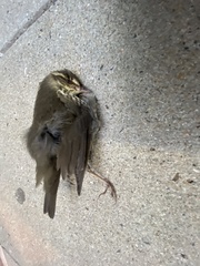 Parkesia noveboracensis