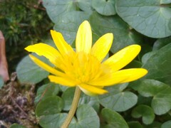 Ficaria verna