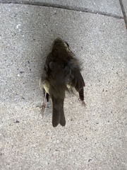 Parkesia noveboracensis