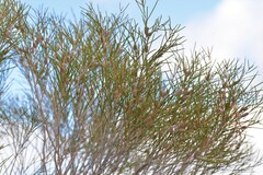 Melaleuca atroviridis
