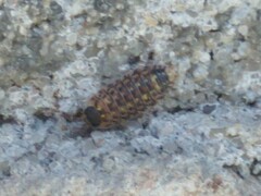 Porcellio spinicornis