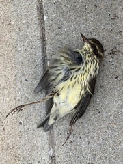 Parkesia noveboracensis