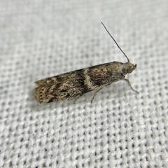 Cryptoblabes plagioleuca