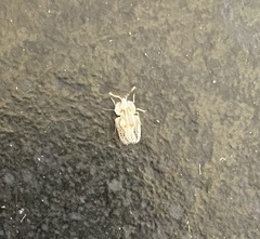 Tingidae