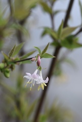 Lonicera fragrantissima
