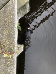 Fulica atra