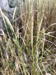 Elymus virginicus